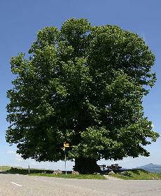tree.jpg tree.jpg